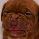 yikes dog emoji